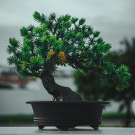 A Beginner’s Guide for Bonsai Enthusiasts